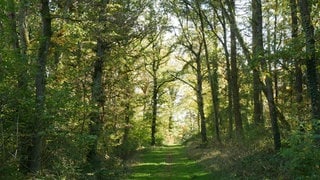 Der Wald bei Waldböckelheim. Er soll vor dem Klimawandel geschützt werden. 