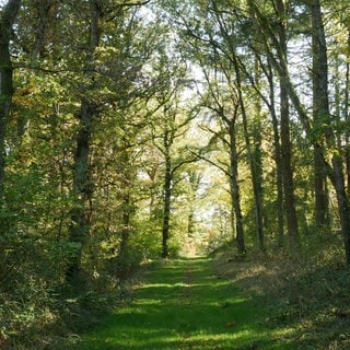 Der Wald bei Waldböckelheim. Er soll vor dem Klimawandel geschützt werden. 