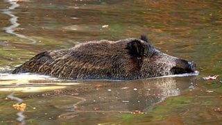 Ein schwimmendes Wildschwein. Gegen die Afrikanische Schweinepest werden Zäune am Ufer des Rheins errichtet. 