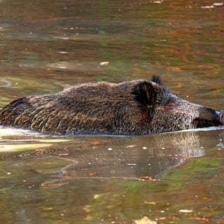 Ein schwimmendes Wildschwein. Gegen die Afrikanische Schweinepest werden Zäune am Ufer des Rheins errichtet. 