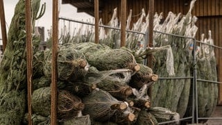 Weihnachtsbäume liegen im Verpackungsnetz zum Verkauf bereit.