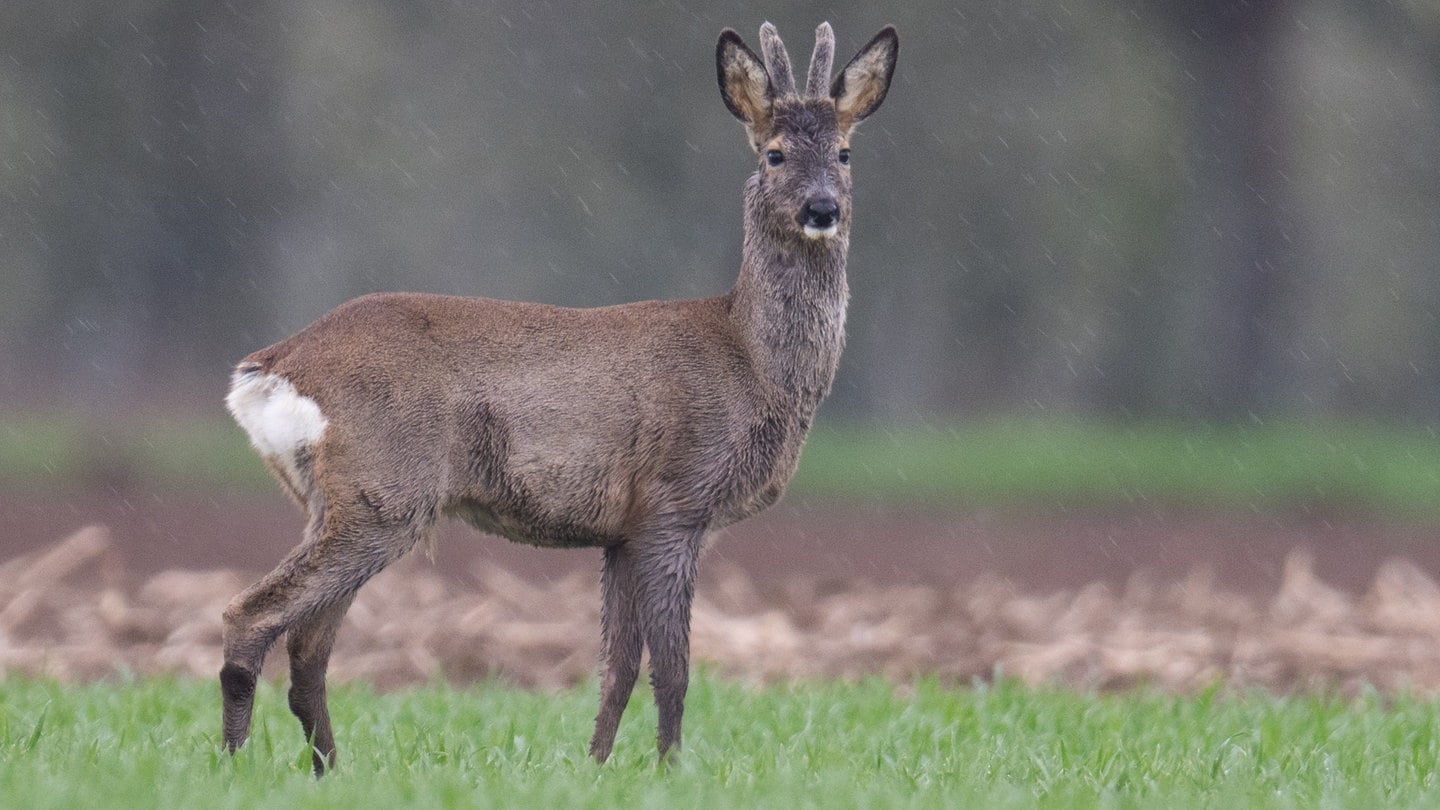 Ein Reh steht auf einer Wiese.