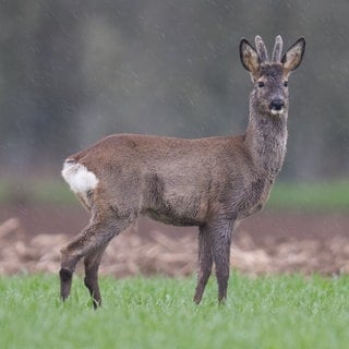 Ein Reh steht auf einer Wiese. 