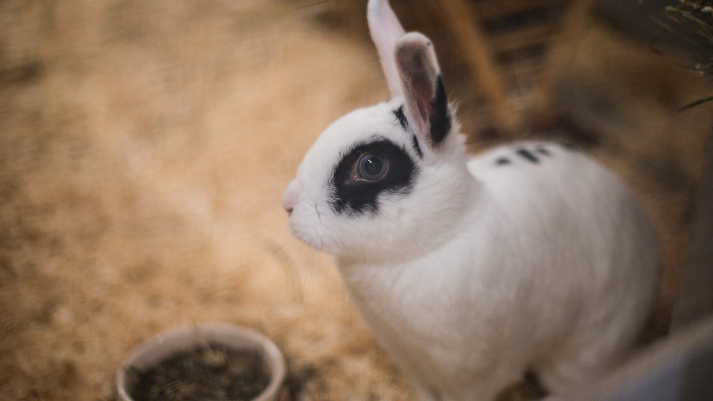 Ein Kaninchen in einem Käfig: Das Tierheim Ingelheim vermittelt rund um Weihnachten keine Tiere