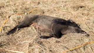 Ein toter Wildschweinkadaver (Symbolbild): Afrikanische Schweinepest – neue Fälle auf Mariannenaue bei Ingelheim