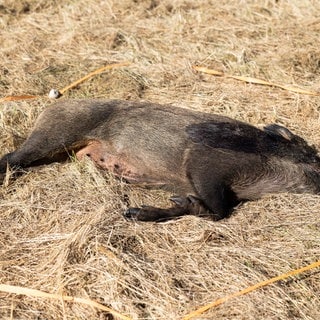 Ein toter Wildschweinkadaver (Symbolbild): Afrikanische Schweinepest – neue Fälle auf Mariannenaue bei Ingelheim