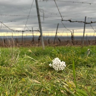 Die Weinberge bei Nackenheim.