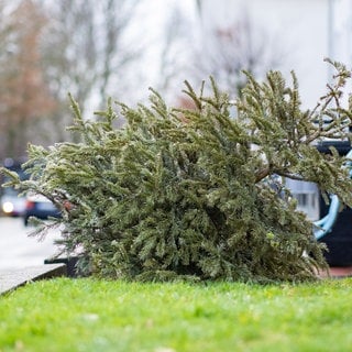 Weihnachtsbaum am Straßenrand