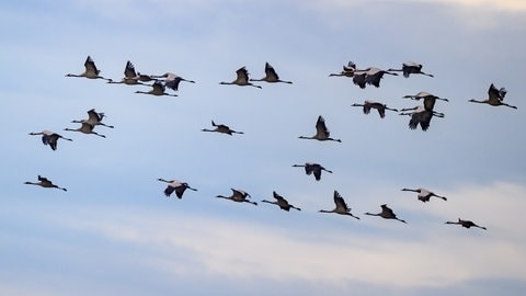 Kraniche fliegen am Himmel. Die ersten Zugvögel wurden bereits auf ihrem Rückweg über Rheinhessen gesichtet.