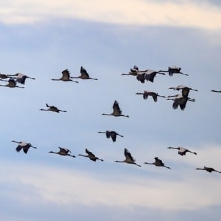 Kraniche fliegen am Himmel. Die ersten Zugvögel wurden bereits auf ihrem Rückweg über Rheinhessen gesichtet.