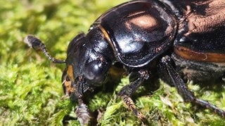 Der Totengräber (Nicrophorus germanicus) galt als ausgstorben - bis er einer Forscherin in Gundersheim in die Falle ging.