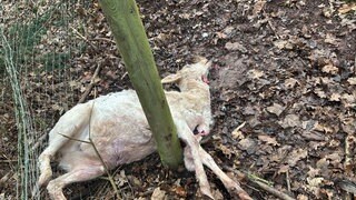 Ein Stück Damwild liegt mit durchgebissener Kehle auf dem Waldboden bei Bad Sobernheim.