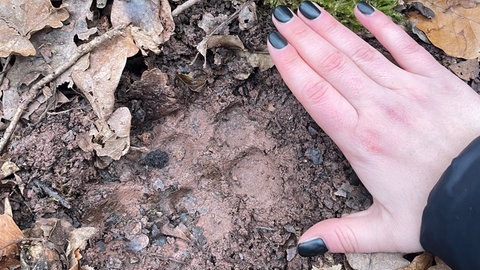 Ein großer Pfotenabdruck auf dem Waldboden bei Bad Sobernheim - zum Größenvergleich daneben eine Frauenhand.