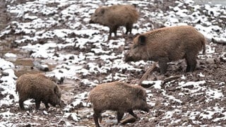 Vier Wildschweine wühlen in der Erde. Im Wildpark in Mainz-Gonsenheim mussten die Wildschweine wegen der Afrikanischen Schweinepest getötet werden (Symbolbild)