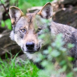 Bei Bad Sobernheim gibt es einen Wolf.