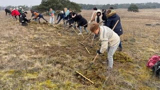 Seite an Seite arbeiten sich die Schülerinnen und Schüler über die Sanddüne und entfernen das Moos.