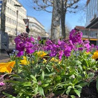 Frühlingsblumen in einem Beet in der Mainzer Innenstadt.