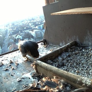 Zwei Wanderfalken sind in ihrem Nest im Wormser Dom. 