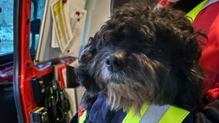 Hund Fanke wurde von der Feuerwehr Zell von einer Insel in der Mosel gerettet