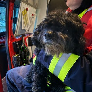 Hund Fanke wurde von der Feuerwehr Zell von einer Insel in der Mosel gerettet