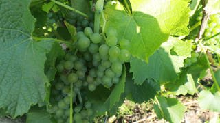Weintrauben der Sorte Solaris in einem Weinberg an der Mosel.
