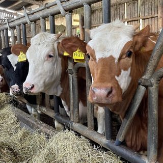 Kühe fressen Heu auf dem Bornwiesenhof in Wilzenberg-Hußweiler.