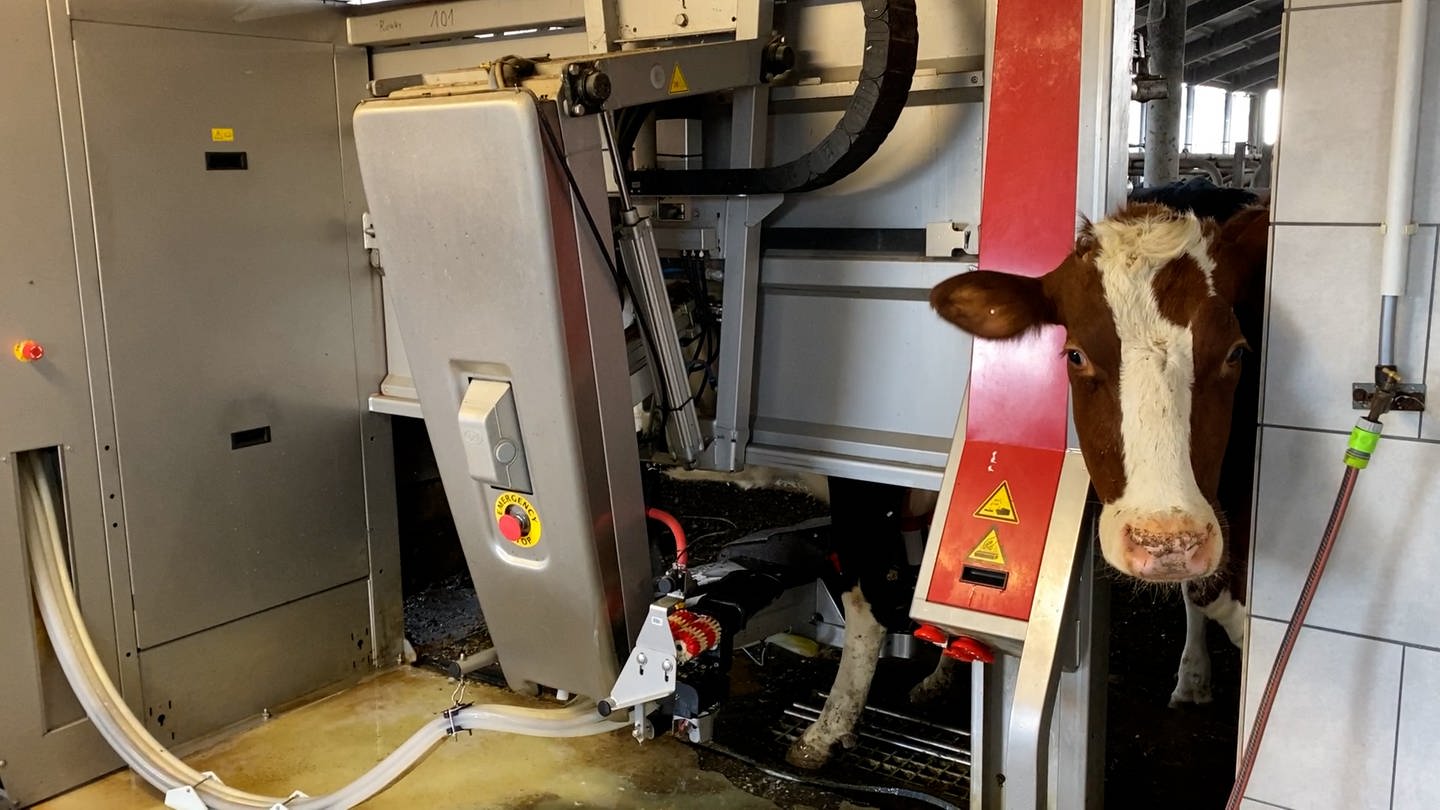 Kuh wird automatisch durch die von der Photovoltaikanlage betriebene Maschine gemolken.
