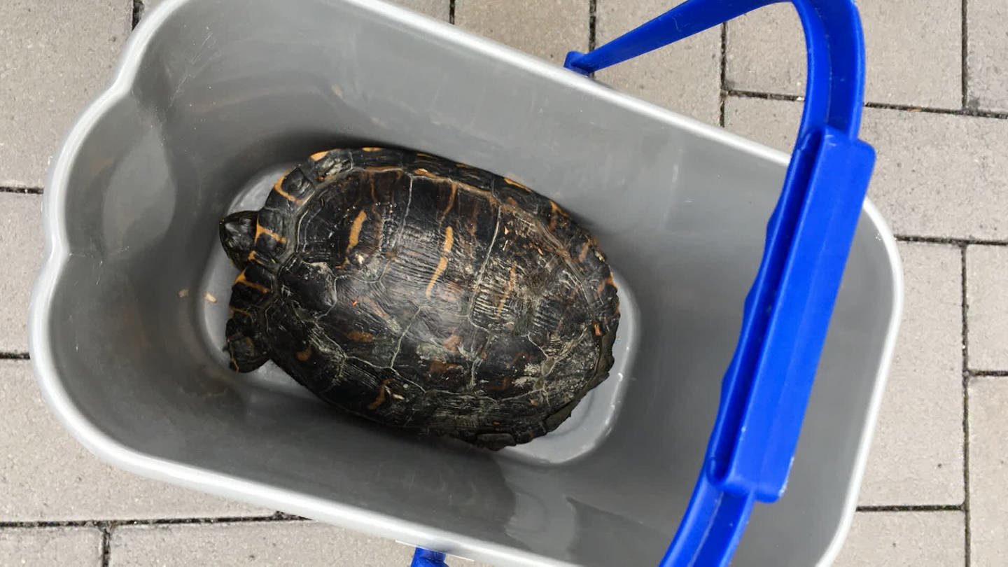 Diese Schildkröte wurde in der Mosel bei Ürzig gefunden