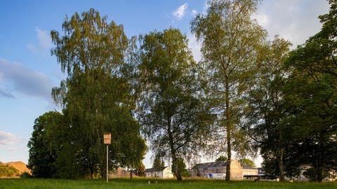 Die Bäume bleiben stehen und sollen im neuen Burgunderviertel in Trier in einen Park integriert werden.