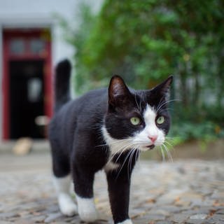 Katze läuft über Straße (Symbolbild) - In Merzkirchen wurde eine Katze angeschossen