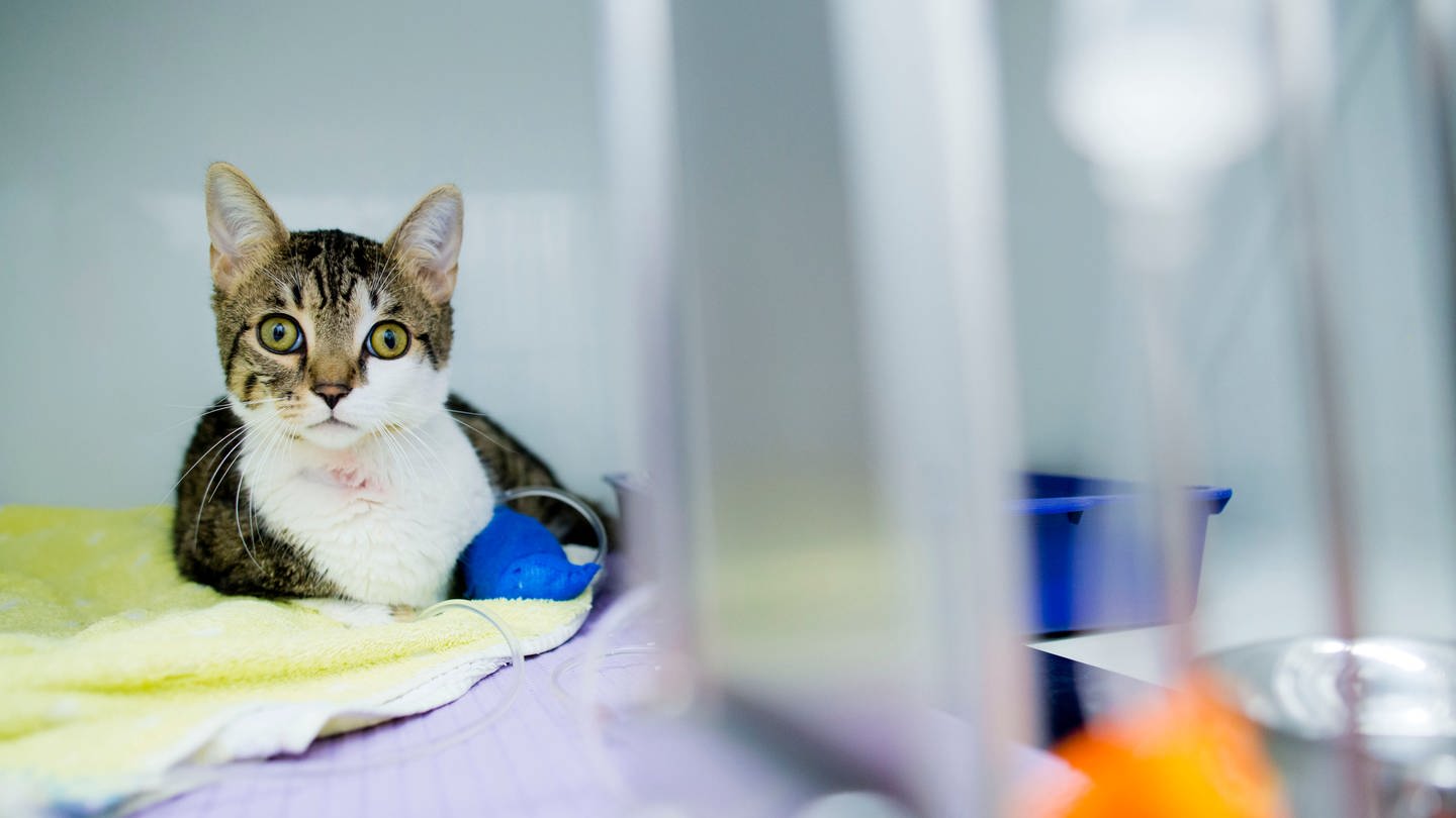 Erste Hilfe für Tiere: Katze mit Verband an der Pfote.