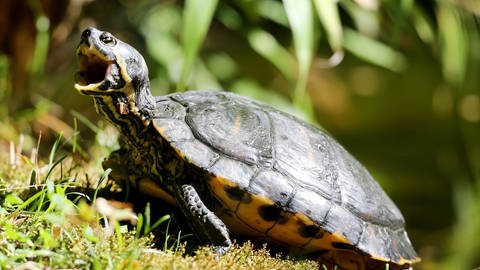 Die Buchstaben-Schmuckschildkröte breitet sich auch in Rheinland-Pfalz aus. 