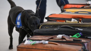 Ein Drogenspürhund des Zolls prüft eine Reihe von Reisekoffern.