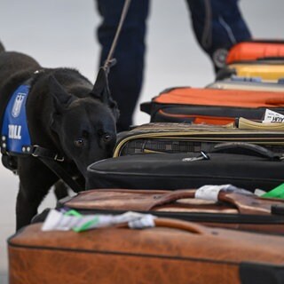 Ein Drogenspürhund des Zolls prüft eine Reihe von Reisekoffern.