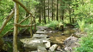 Ein Bachlauf im Nationalpark Hunsrück-Hochwald.