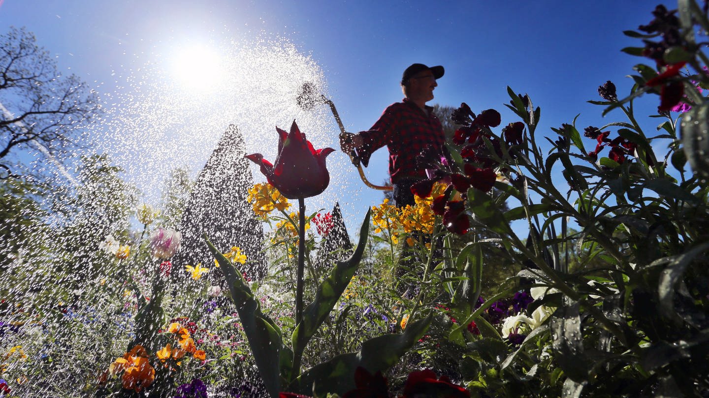 Ein Arbeiter wässert Blumenbeete.
