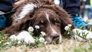 In Hillesheim sind ein Hundebesitzer und Autofahrer in Streit geraten. 