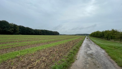 Zwischen dem Steinbruch und dem Ort Kreuzweiler erstrecken sich derzeit Felder und Weinberge. Diese müssten für die Erweiterung weichen. 