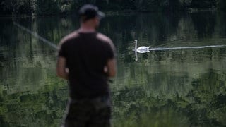 Ende Juli wurde bei Zell ein toter Schwan ans Ufer geschwemmt.