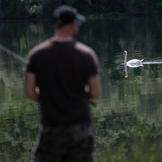 Ende Juli wurde bei Zell ein toter Schwan ans Ufer geschwemmt.