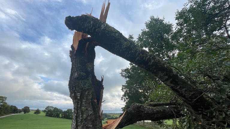 In der Südeifel hat der Sturm mehrere Bäume in der Mitte durchgerissen. Das Unwetter in Nusbaum hat großen Schäden hinterlassen. 