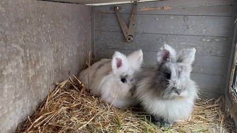 Auch diese Kaninchen sind nach Ende des Notbetriebs zurückgekehrt ins Trierer Tierheim