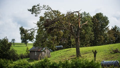 Ob dieser Baum in Nusbaum (Eifelkreis Birburg-Prüm) sich vom Tornado erholen wird, ist ungewiss. Die Windhose hatte auch viele Häuser im Eifelort zum Teil schwer beschädigt. 