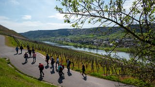 Wanderer spazieren bei sonnigem Wetter oberhalb der Mosel in der Weinlage "Erdener Treppchen".