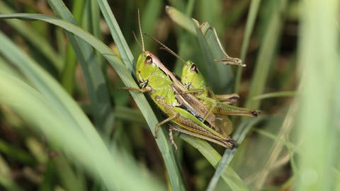 Der Sumpfgrashüpfer kommt im Hunsrück vor, ist aber durch die Austrocknung von Feuchtgebieten gefährdet.