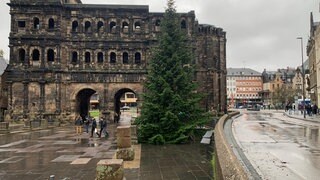 Vor der Porta Nigra in Trier steht auch in diesem Jahr wieder ein Weihnachtsbaum