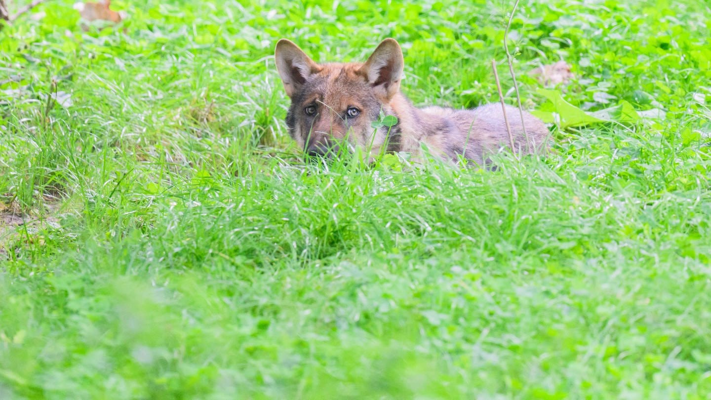 Mindestens seit Sommer ist im Hunsrück ein Wolf unterwegs. Ob er dort ein Rudel gründen kann, ist noch unklar.