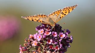 Sommer in der Region Trier: Schmellerlingsflieder mit Schmetterling