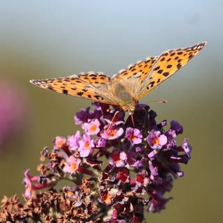 Sommer in der Region Trier: Schmellerlingsflieder mit Schmetterling