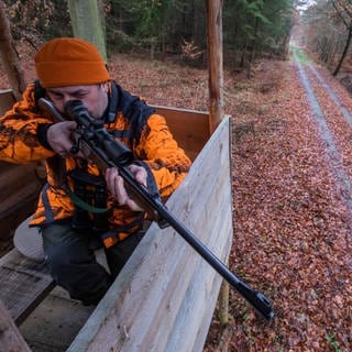 Bei einer Jagd bei Bausendorf im Kreis Bernkastel-Wittlich soll Damwild, das sonst in einem Gehege in einen Wald transportiert worden sein, damit die Jäger Abschüsse haben. Nach einer Anzeige ermittelt die Staatsanwaltschaft Trier.